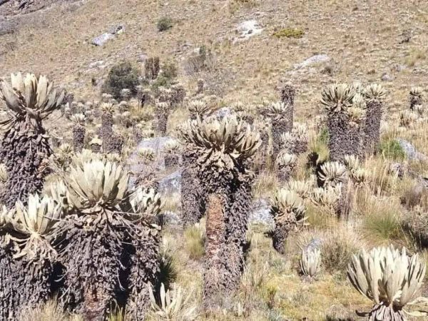 RITACUBA BLANCO", en el Nevado del Cocuy - Image 3