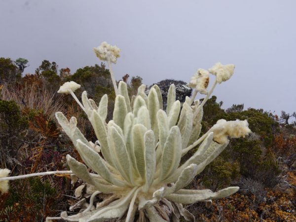 LAS TRES LAGUNAS VERDES - Image 8